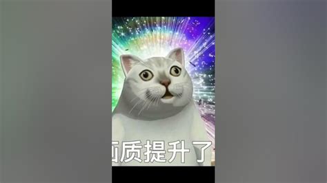 尷尬貓過世|迷因貓Cala當天使了！4月唱I Go Meow才爆紅 飼主悲曝死訊